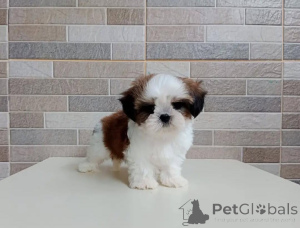 Zdjęcie №2 do zapowiedźy № 178084 na sprzedaż  shih tzu - wkupić się Niemcy prywatne ogłoszenie