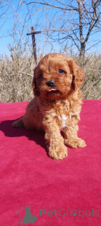 Zdjęcie №3. Kavapu Z Boythi i 1 dziewczyna. Ukraina