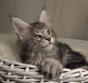 Zdjęcie №1. maine coon - na sprzedaż w Bellaire | 2549zł | Zapowiedź № 161667