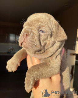 Zdjęcie №3. Izabela buldog francuski. Federacja Rosyjska