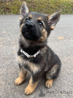 Zdjęcie №1. owczarek niemiecki - na sprzedaż w Berlin | negocjowane | Zapowiedź №157400