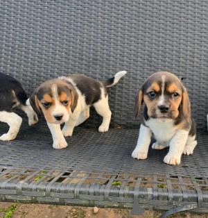 Zdjęcie №1. beagle (rasa psa) - na sprzedaż w Marsylia | Bezpłatny | Zapowiedź №12284