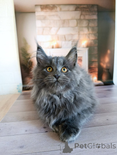 Dodatkowe zdjęcia: Elegancki kotek chłopiec