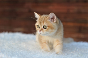 Zdjęcie №3. Brytyjska złota szynszyla. Białoruś