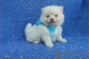 Zdjęcie №1. szpic miniaturowy - na sprzedaż w Greenville | 1779zł | Zapowiedź №141882