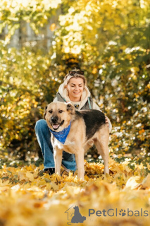 Zdjęcie №4. Sprzedam pies nierasowy w Rzeka Moskwa. prywatne ogłoszenie - cena - Bezpłatny