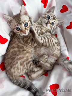 Zdjęcie №1. sawanna - na sprzedaż w Hille | negocjowane | Zapowiedź № 167309