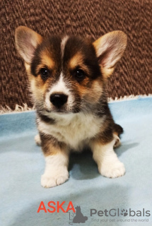 Zdjęcie №3. Corgi Welsh Pembroke. Serbia