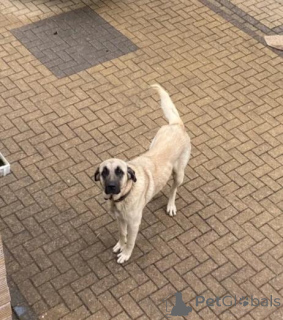 Zdjęcie №2 do zapowiedźy № 160014 na sprzedaż  alaskan klee kai - wkupić się Łotwa prywatne ogłoszenie