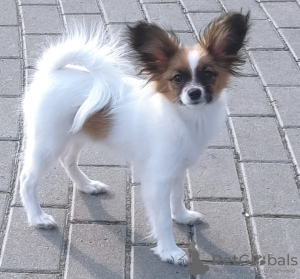 Dodatkowe zdjęcia: CONTINENTAL TOY SPANIEL/PAPILLON 