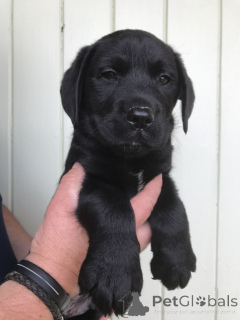 Zdjęcie №1. labrador retriever - na sprzedaż w Huisseau-sur-cosson | negocjowane | Zapowiedź №168304