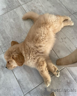 Zdjęcie №2 do zapowiedźy № 139208 na sprzedaż  golden retriever - wkupić się Grecja hodowca
