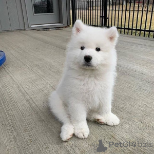 Zdjęcie №1. samojed (rasa psa) - na sprzedaż w Skellefteå | 4305zł | Zapowiedź №168436