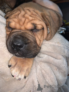 Zdjęcie №3. Szczenięta Bullmastiff. Szwecja