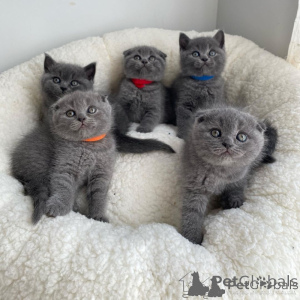 Zdjęcie №1. scottish fold - na sprzedaż w Narvik | negocjowane | Zapowiedź № 173024