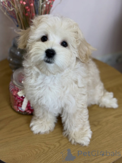 Zdjęcie №3. Poznaj Milo, pakiet miłości, śmiechu i niekończących się przytulasów!. Niemcy