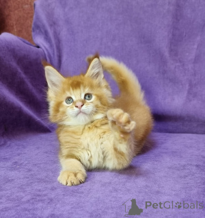 Zdjęcie №3. Unsere Jungs Ziehen Diese Tiere mit Dem Sanftesten Charakter Groß. Umzugsfertig,. Niemcy