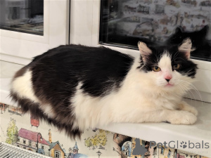 Zdjęcie №2 do zapowiedźy № 165784 na sprzedaż   - wkupić się Białoruś prywatne ogłoszenie