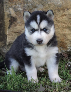 Zdjęcie №1. husky syberyjski - na sprzedaż w Tbilisi | negocjowane | Zapowiedź №172127