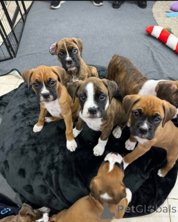 Zdjęcie №3. Miłośnicy bokserów wiedzą, że nie ma nic lepszego niż powrót do domu do boksera.. Kanada