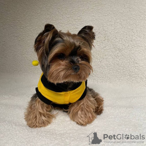 Zdjęcie №1. yorkshire terrier - na sprzedaż w Paryż | negocjowane | Zapowiedź №78268