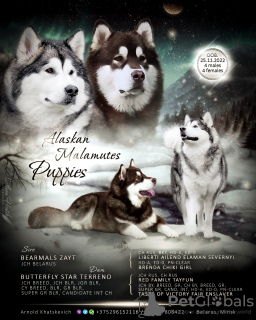 Zdjęcie №1. alaskan malamute - na sprzedaż w Mińsk | 1495zł | Zapowiedź №33351