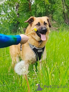 Zdjęcie №2 do zapowiedźy № 163650 na sprzedaż  pies nierasowy - wkupić się Federacja Rosyjska prywatne ogłoszenie