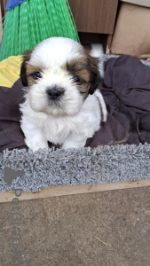 Zdjęcie №2 do zapowiedźy № 145738 na sprzedaż  szpic miniaturowy, shih tzu - wkupić się Litwa prywatne ogłoszenie, od żłobka, hodowca