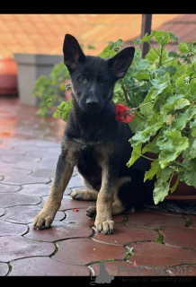 Zdjęcie №1. owczarek niemiecki - na sprzedaż w Kragujevac | negocjowane | Zapowiedź №159097