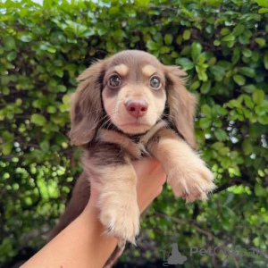 Zdjęcie №1. jamnik - na sprzedaż w Caloocan | negocjowane | Zapowiedź №167336