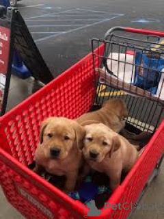 Zdjęcie №4. Sprzedam labrador retriever w Wiedeń. prywatne ogłoszenie, hodowca - cena - 3348zł