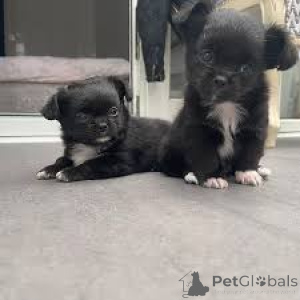 Zdjęcie №1. chihuahua (rasa psów) - na sprzedaż w Madryt | 3348zł | Zapowiedź №165985