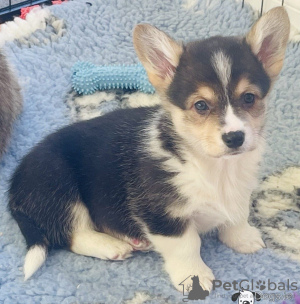 Dodatkowe zdjęcia: Szczenięta Pembroke Welsh Corgi