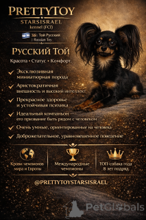 Zdjęcie №2 do zapowiedźy № 163672 na sprzedaż  rosyjski toy - wkupić się Izrael od żłobka