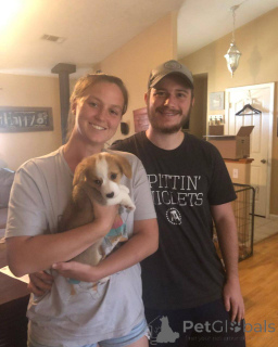 Zdjęcie №4. Sprzedam welsh corgi w Barcelona. hodowca - cena - 3348zł