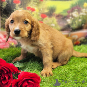 Zdjęcie №2 do zapowiedźy № 168601 na sprzedaż  cavalier king charles spaniel - wkupić się Australia prywatne ogłoszenie