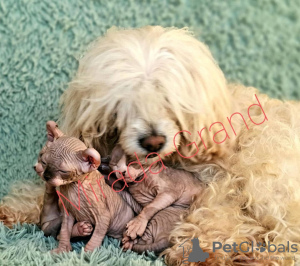 Zdjęcie №3. Elf.Kitties Elf.Elf.ELF. Federacja Rosyjska