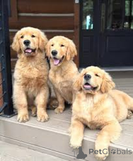 Zdjęcie №3. Preciosos cachorros Golden Retriever na Venta. Portugalia