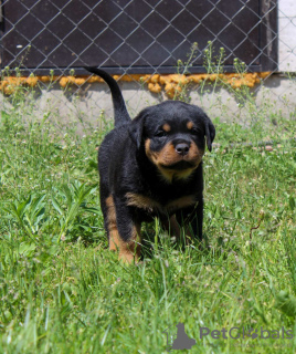 Zdjęcie №1. rottweiler - na sprzedaż w Калинковичи | 4186zł | Zapowiedź №51862