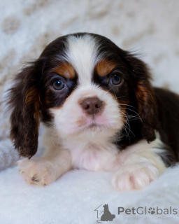 Zdjęcie №4. Sprzedam cavalier king charles spaniel w Berga. prywatne ogłoszenie - cena - 2631zł