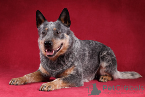 Zdjęcie №1. australian cattle dog - na sprzedaż w Mińsk | negocjowane | Zapowiedź №110246