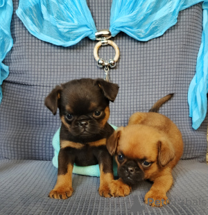 Zdjęcie №2 do zapowiedźy № 167165 na sprzedaż  brabantczyk - wkupić się Federacja Rosyjska prywatne ogłoszenie