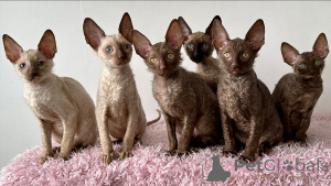 Zdjęcie №1. kot cornish rex - na sprzedaż w Ansubrg | negocjowane | Zapowiedź № 164263