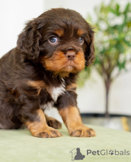 Zdjęcie №1. cavalier king charles spaniel - na sprzedaż w Dalarna | negocjowane | Zapowiedź №155454