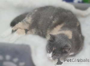 Zdjęcie №4. Sprzedam  w Chimki. ze schronu - cena - Bezpłatny