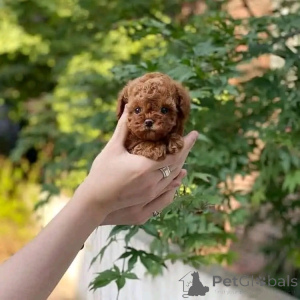 Zdjęcie №1. pudel (zabawka) - na sprzedaż w Texas City | 2033zł | Zapowiedź №139163