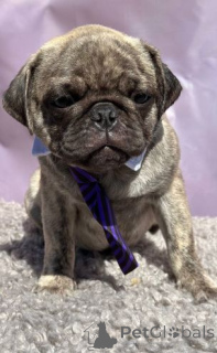 Zdjęcie №1. mops - na sprzedaż w Gelelenkirchen | 1818zł | Zapowiedź №158712