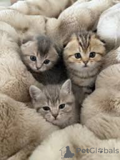Zdjęcie №1. scottish fold - na sprzedaż w Kraków | 1913zł | Zapowiedź № 173297