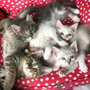 Zdjęcie №3. Amerikanische Kurzhaarkätzchen Zur Adoption. Niemcy