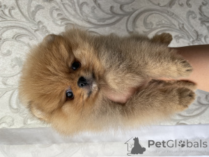 Zdjęcie №1. szpic miniaturowy - na sprzedaż w Taszkent | 5083zł | Zapowiedź №136712